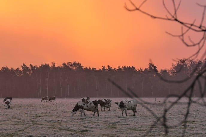 Een mooie ochtend - Foto: Ingezonden foto