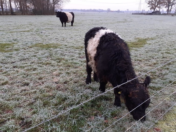 Dieren in de kou ? - Foto: William uit Dedemsvaart