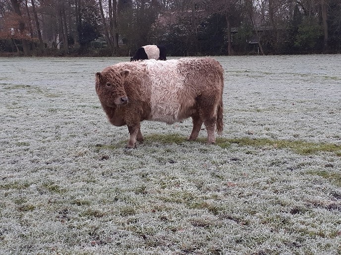 Dieren in de kou ? - Foto: William uit Dedemsvaart