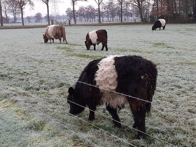 Dieren in de kou ? - Foto: William uit Dedemsvaart