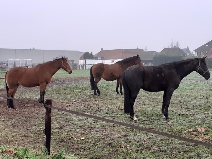 Dieren in de kou ? - Foto: William uit Dedemsvaart