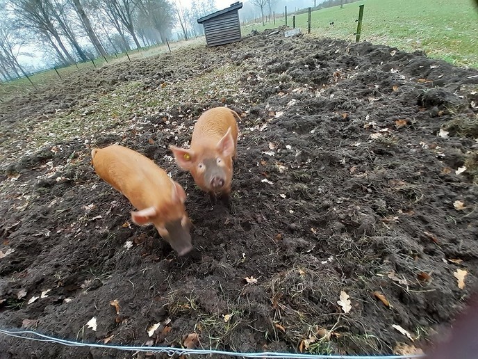 Dieren in de kou ? - Foto: William uit Dedemsvaart