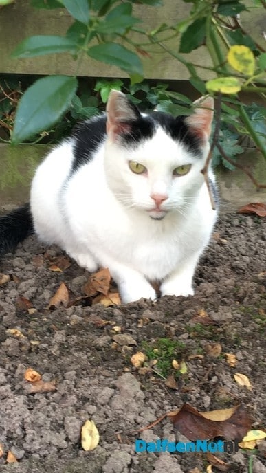 Vermissing  Zwartwitte poes Kittie - Foto: Ingezonden foto