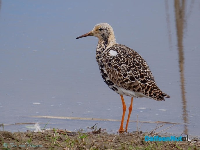 Laatste ? - Foto: Ingezonden foto