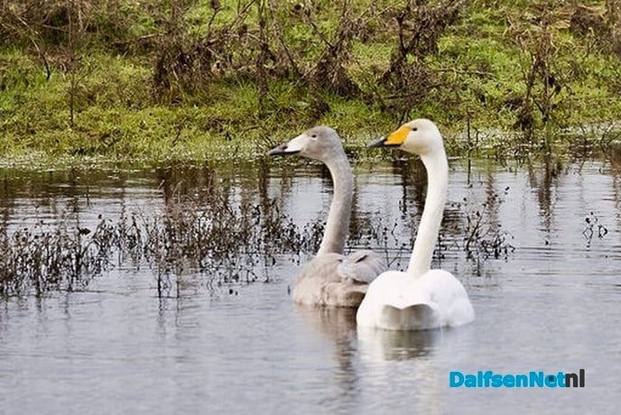 Wilde Zwaan - Foto: Ingezonden foto