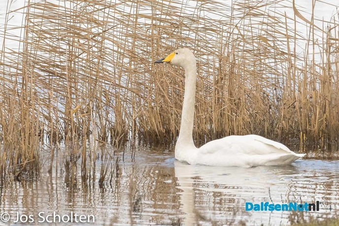 Wilde Zwaan - Foto: Ingezonden foto