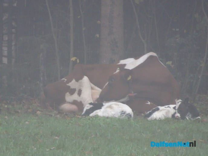 Rondje hondje Bellingeweer - Foto: Ingezonden foto