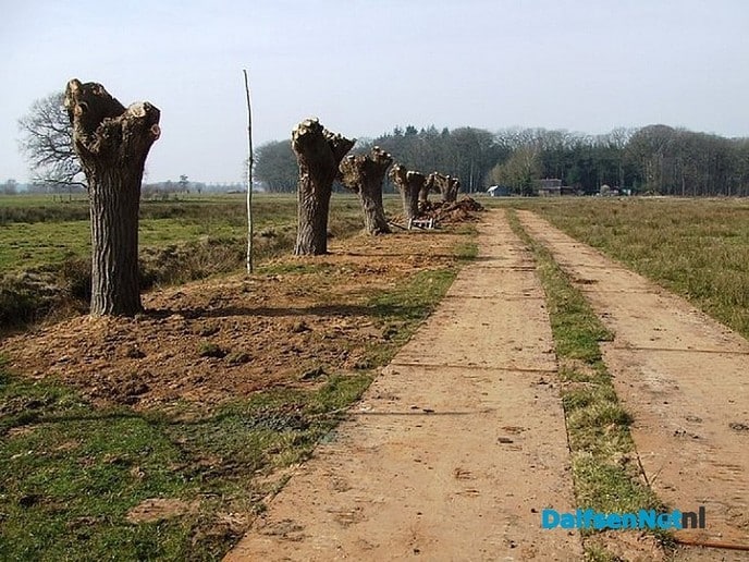 Olde boomn veplantn wul nie - Foto: Wim