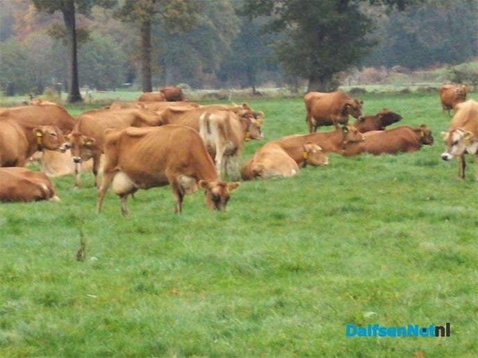 Melk in de maak