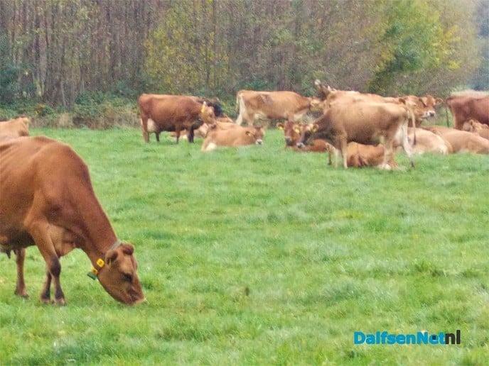 Melk in de maak