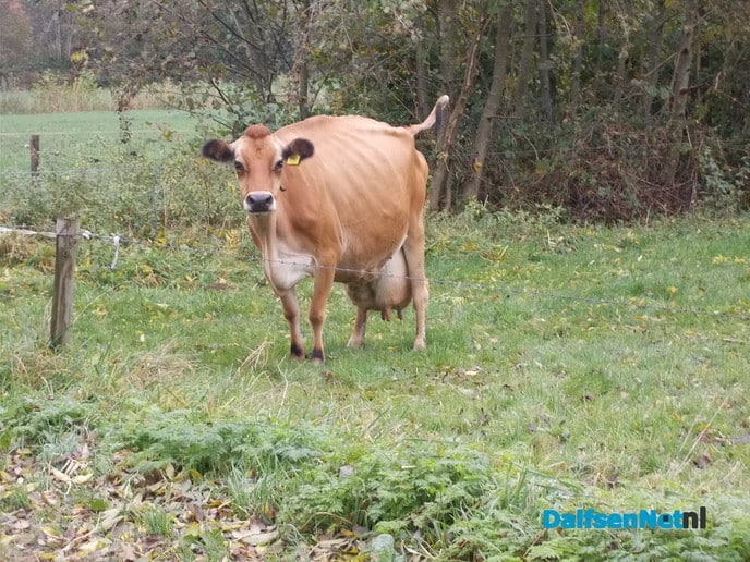 Melk in de maak