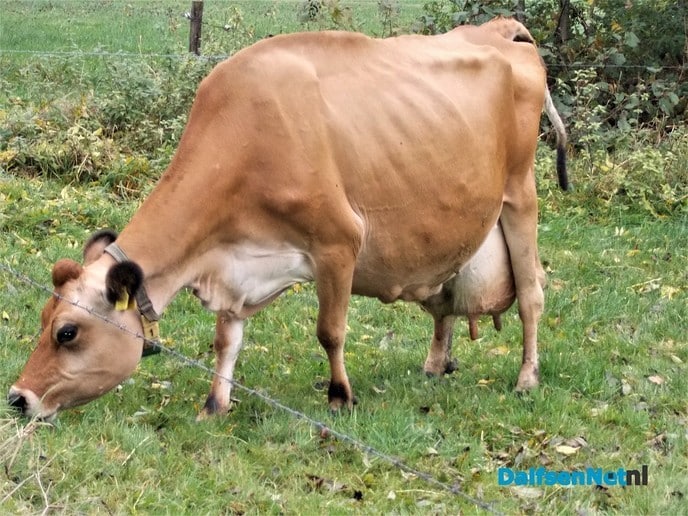 Melk in de maak