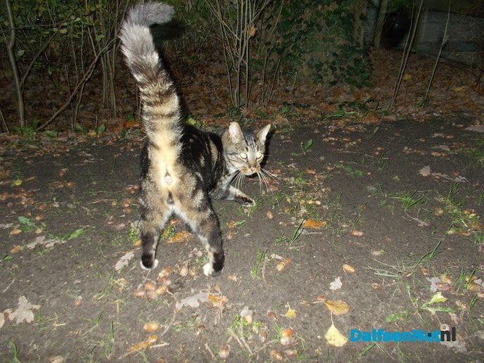 Wie mist poes, poes krijgt nieuw onderdak - Foto: Willy
