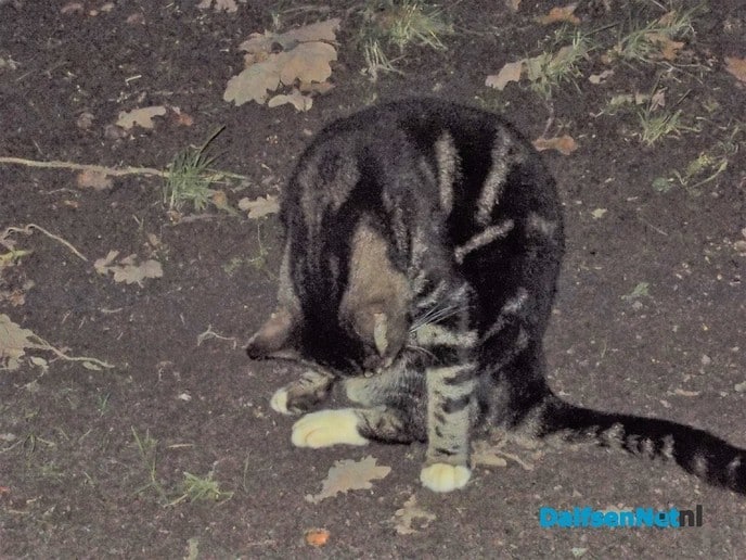 Wie mist poes, poes krijgt nieuw onderdak - Foto: Willy