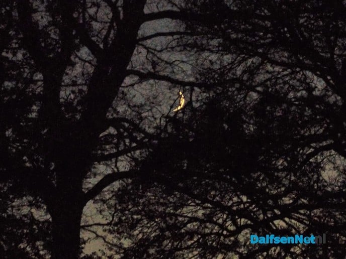 De maan scheen door de bomen