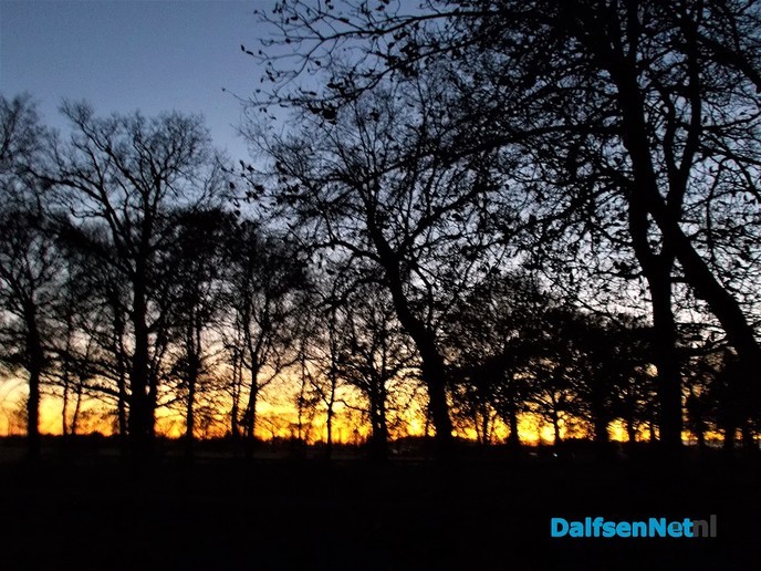 De maan scheen door de bomen