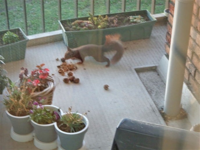 Pluimstaart op het balkon - Foto: Ingezonden foto