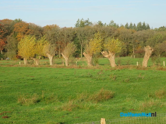 Olde boomn veplantn wul nie - Foto: Wim