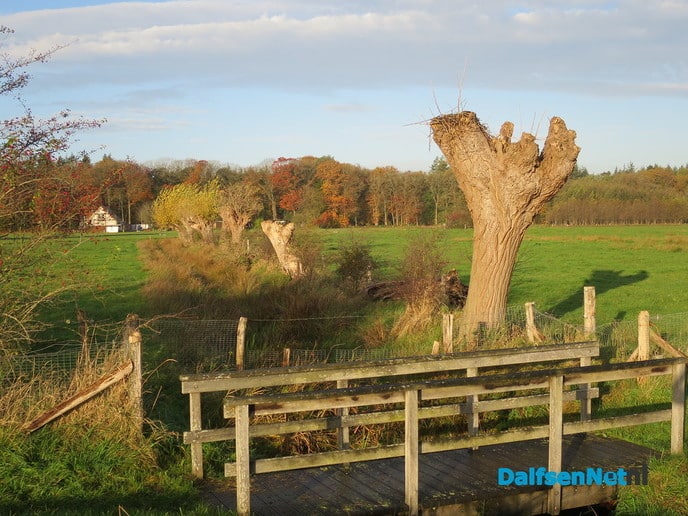 Olde boomn veplantn wul nie - Foto: Wim