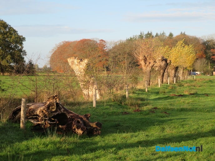 Olde boomn veplantn wul nie - Foto: Wim