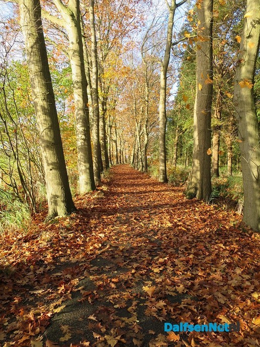 Herfst, ook aan de Mataramweg en Emmertochtsloot - Foto: Wim