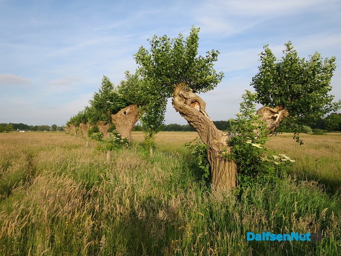 Olde boomn veplantn wul nie - Foto: Wim