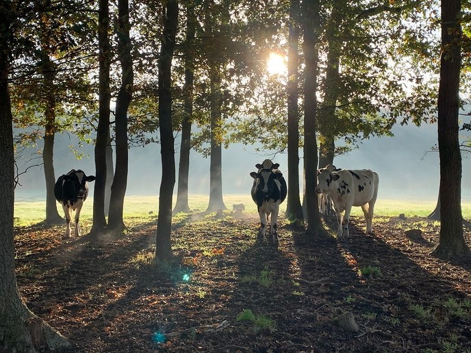 Goeiemorgen! - Foto: Ingezonden foto