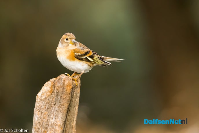 “Tjilper uit de bergen” - Foto: Ingezonden foto