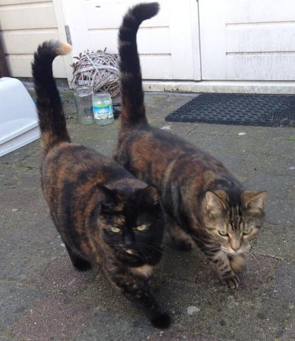 Poes zoek, al een paar weken - Foto: Ingezonden foto