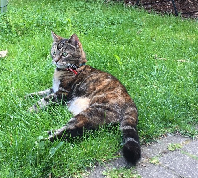 Poes zoek, al een paar weken - Foto: Ingezonden foto