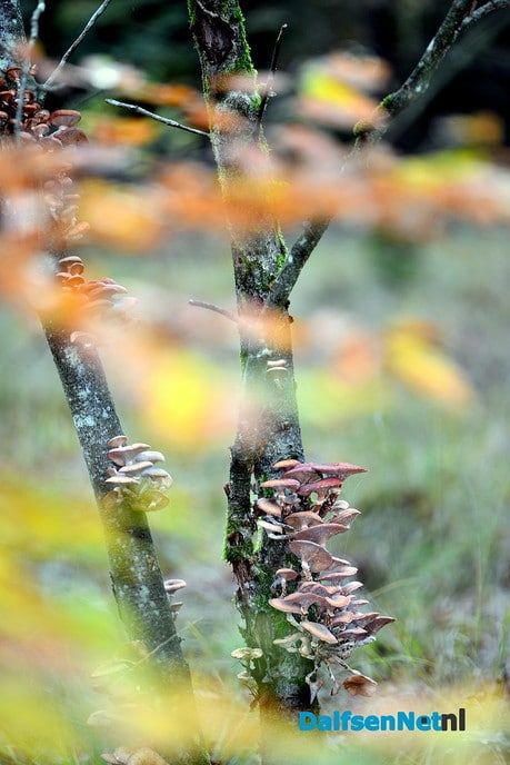 Natuur foto’s - Foto: Ben Jonkman