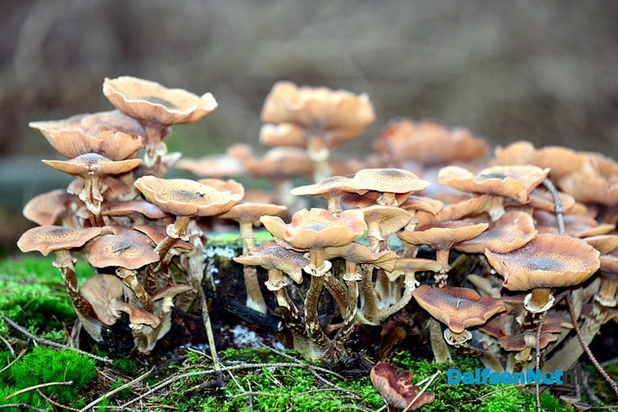 Natuur foto’s - Foto: Ben Jonkman