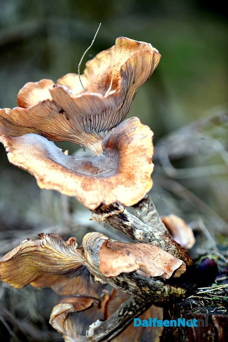 Natuur foto’s - Foto: Ben Jonkman