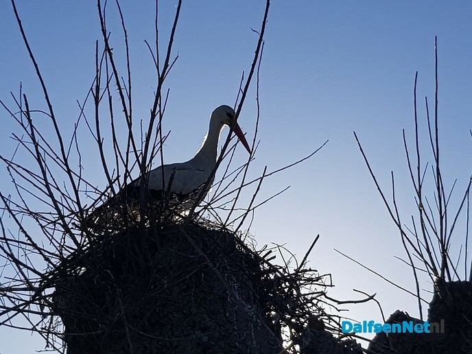 Olde boomn veplantn wul nie - Foto: Wim