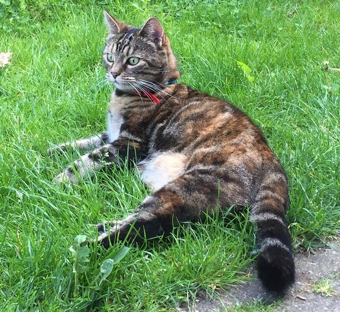Poes zoek omgeving Millingen - Foto: Ingezonden foto