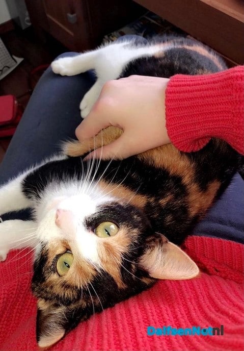 Onze kleine lapjes kat Luna was vermist - Foto: Ingezonden foto