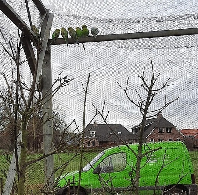 Gruune Parkiet - Foto: Gruune Jopie