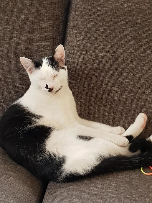 Vermist jonge zwart witte kater: en weer thuis - Foto: Ingezonden foto