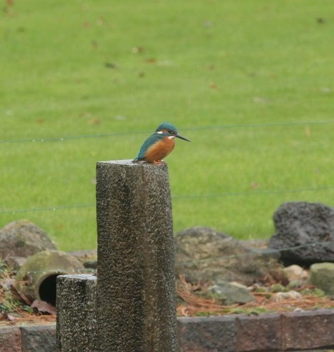 Niet zomaar een paar vogels - Foto: Ingezonden foto