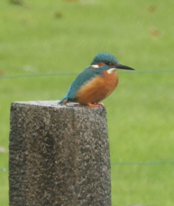 Niet zomaar een paar vogels - Foto: Ingezonden foto