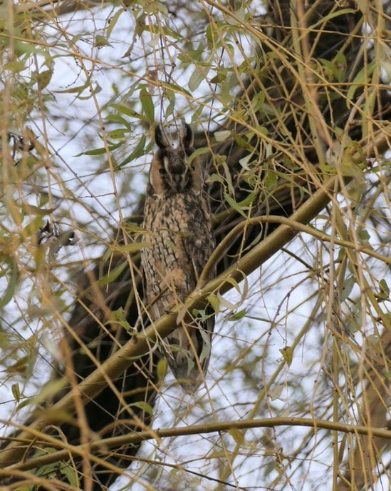 Niet zomaar een paar vogels - Foto: Ingezonden foto