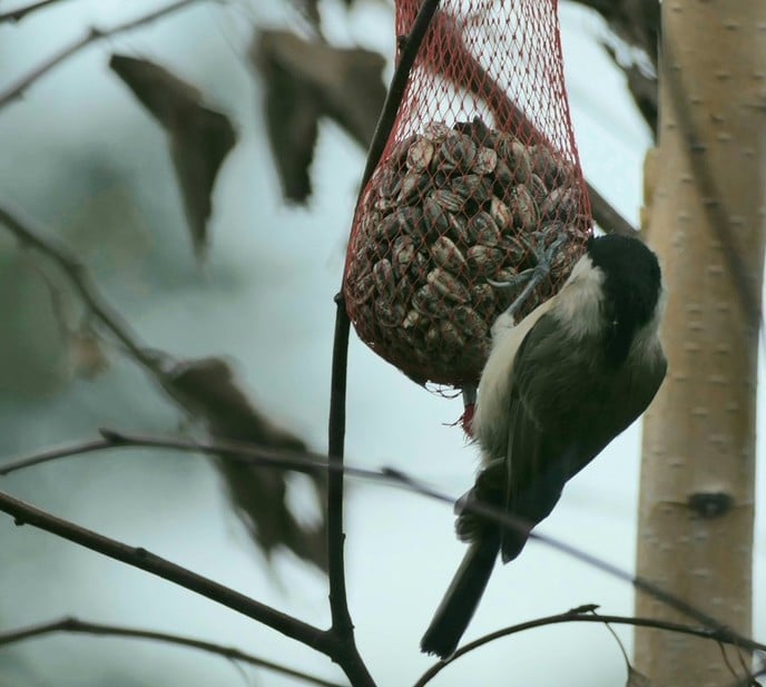 Niet zomaar een paar vogels - Foto: Ingezonden foto