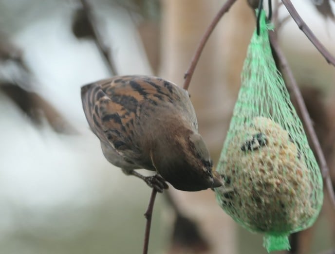 Niet zomaar een paar vogels - Foto: Ingezonden foto