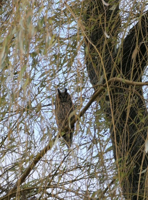 Niet zomaar een paar vogels - Foto: Ingezonden foto