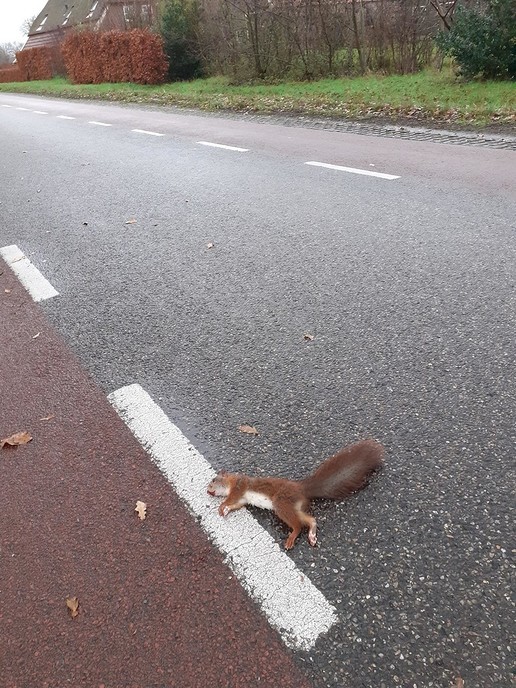 Aanrijding (dier) met fatale afloop - Foto: William uit Dedemsvaart