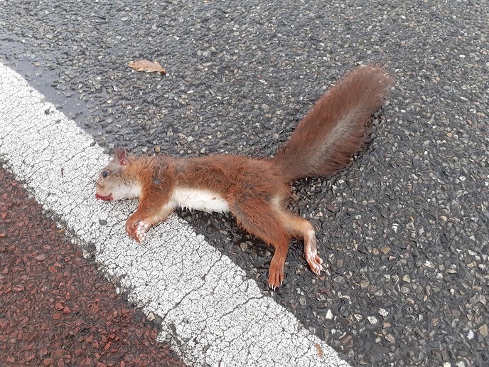 Aanrijding (dier) met fatale afloop - Foto: William uit Dedemsvaart