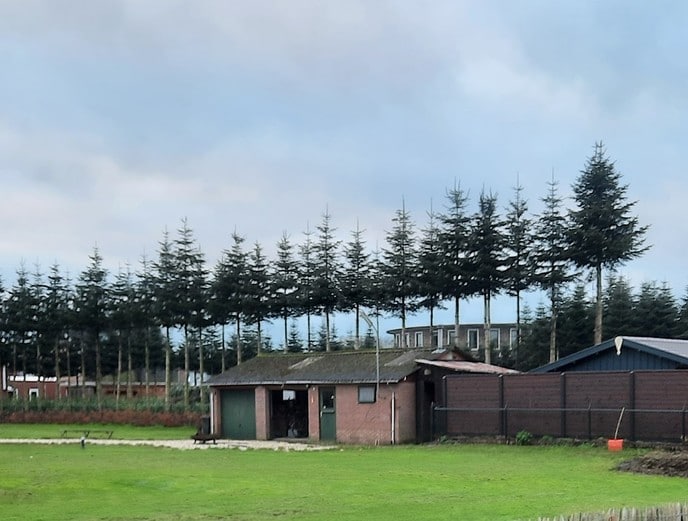 Kerstboom op stam - Foto: Gruune Jopie