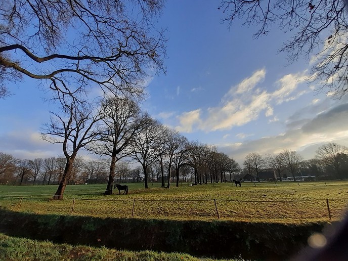 Friese paarden - Foto: William uit Dedemsvaart
