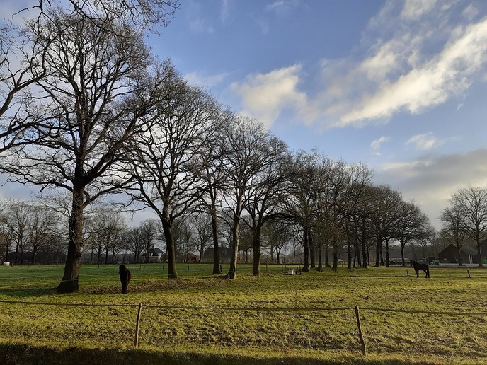 Friese paarden - Foto: William uit Dedemsvaart