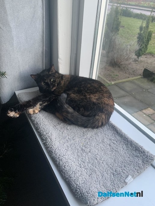 Kat vermist - Foto: Ingezonden foto